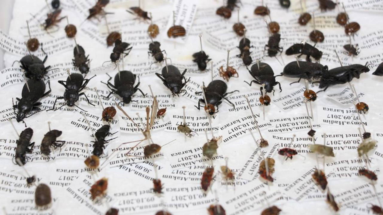 Sessiz tanıklar iş başında: Böcekler cinayetleri nasıl aydınlatıyor?