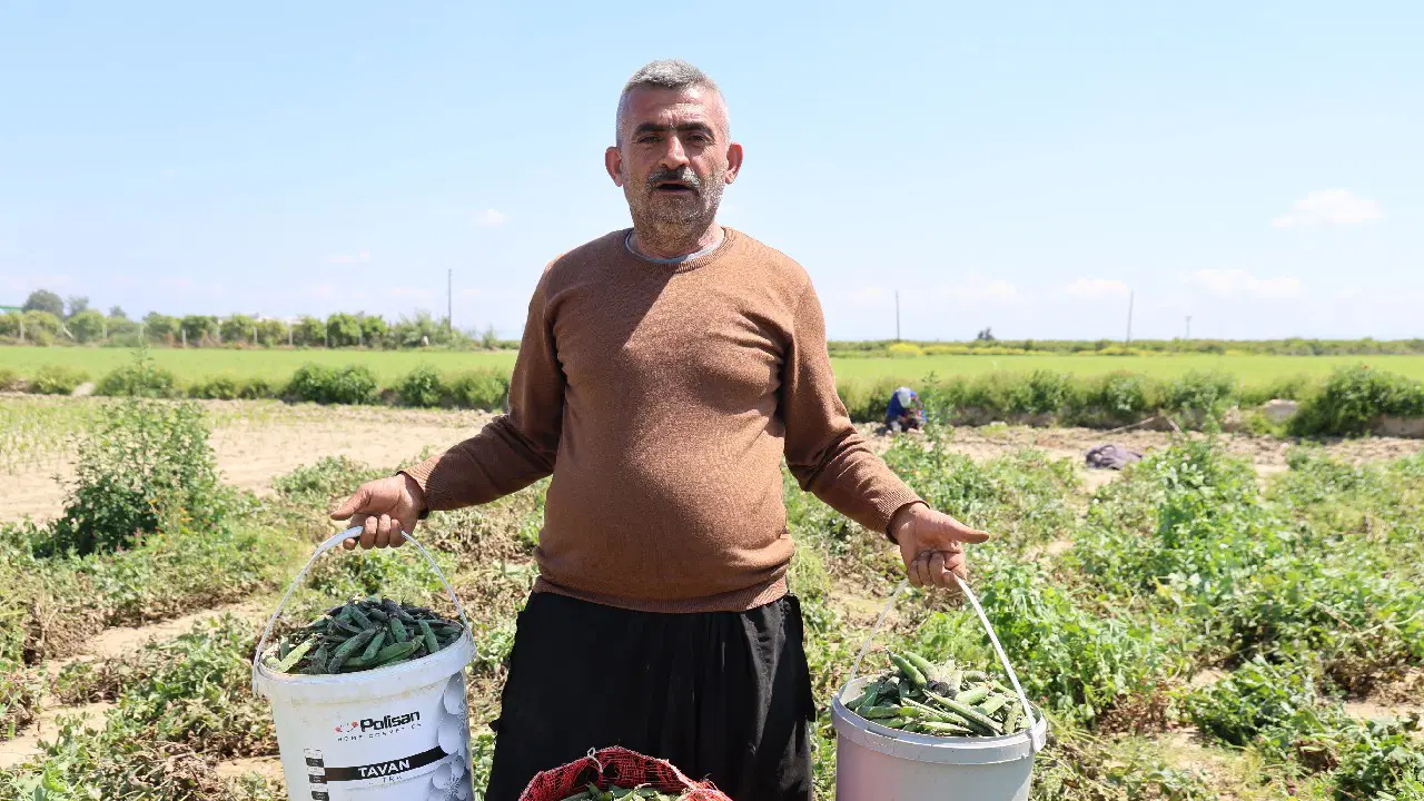 'Mardin Canavarı'nda hasat başladı: Dönümde 800 kilo rekolte...