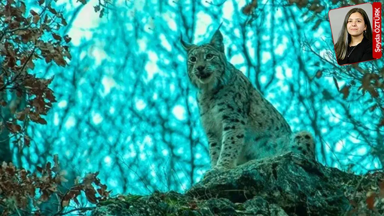 Nesli tehlike altındaki türlere ev sahipliği yapan Pülümür maden tehlikesi altında: 'Doğayı yok etmeyin'