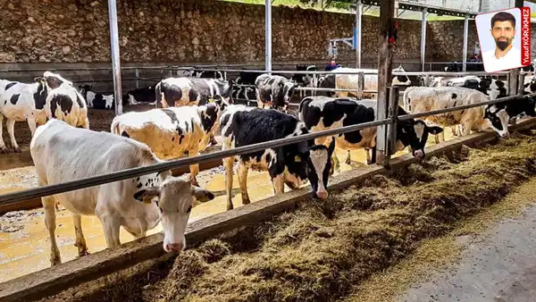 Sığır Sektöründe Kritik Dönüm Noktası: İthalat Planı Üreticileri Endişelendiriyor