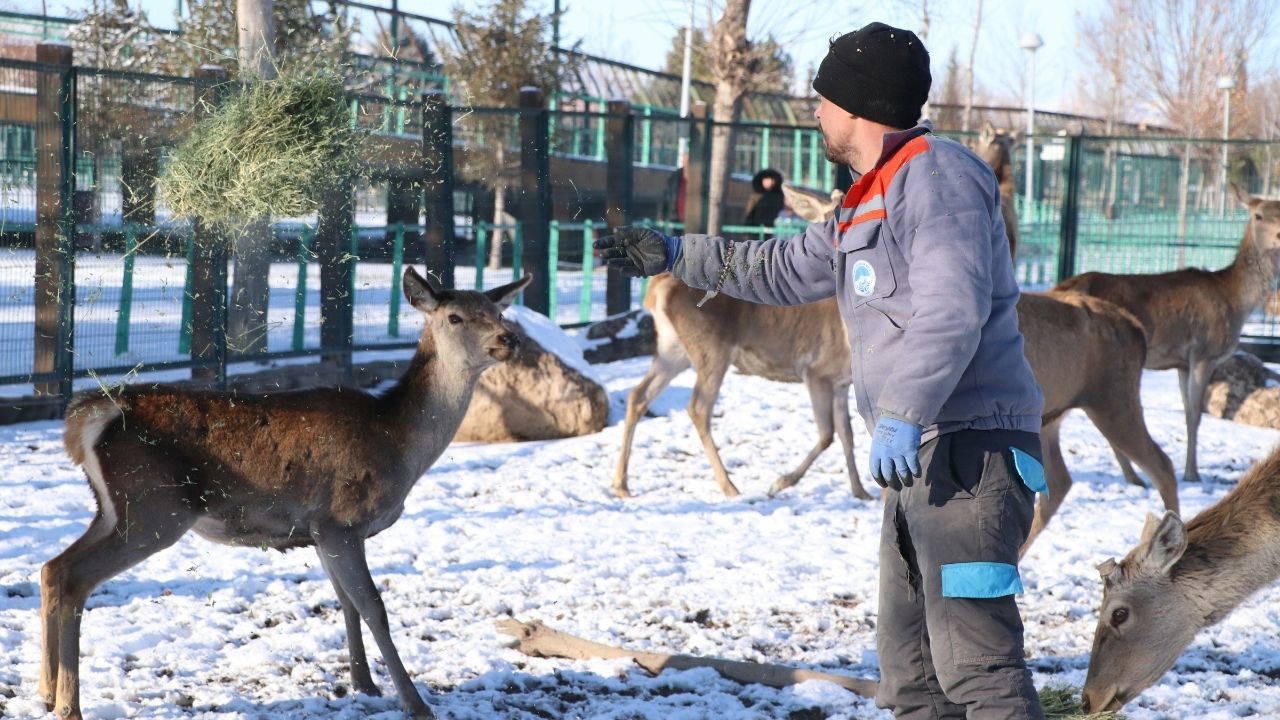 Hayvanat bahçesinde kış alarmı: 1.200 hayvan için özel önlem