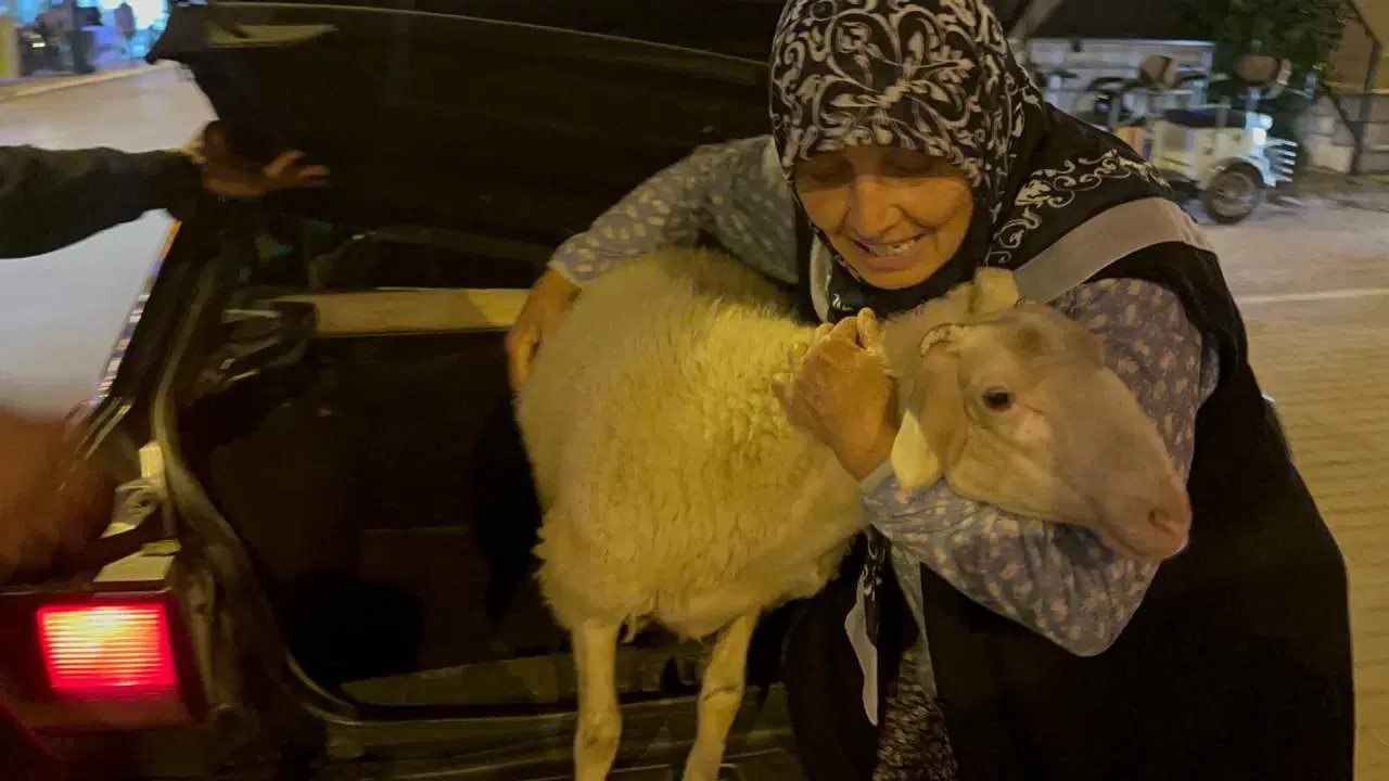 6 aylık kuzu bayram arifesinde kayboldu: Kurbanlık olmaktan son anda kurtuldu