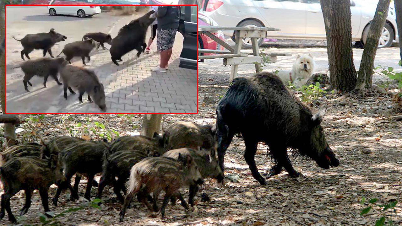 Beslemeye çalıştığı yaban domuzu, tatilcinin kolunu ısırdı