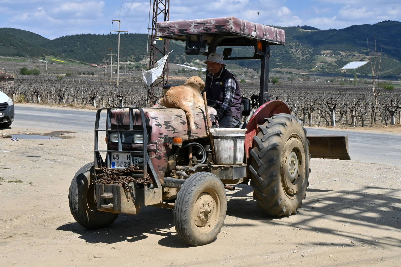 Manisa'nın 'Betty'si traktörden inmiyor: Sahibiyle tarlaya gidiyor!