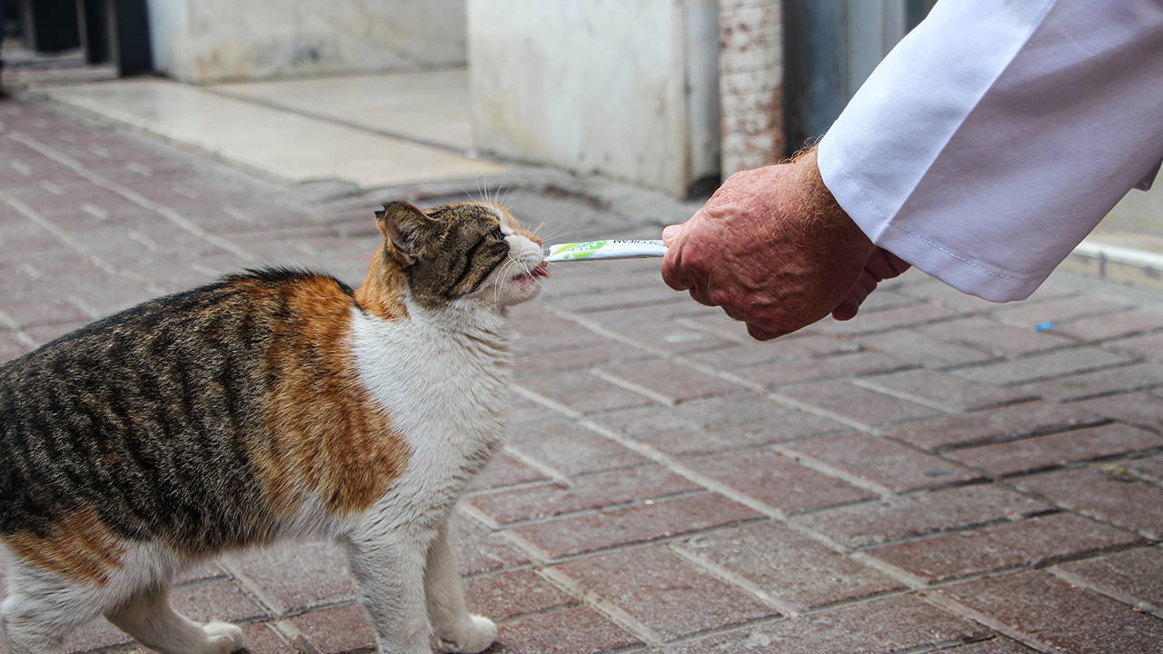 Bilinçsiz ilaç tüketimi hayvanlarınızın canına mal olabilir