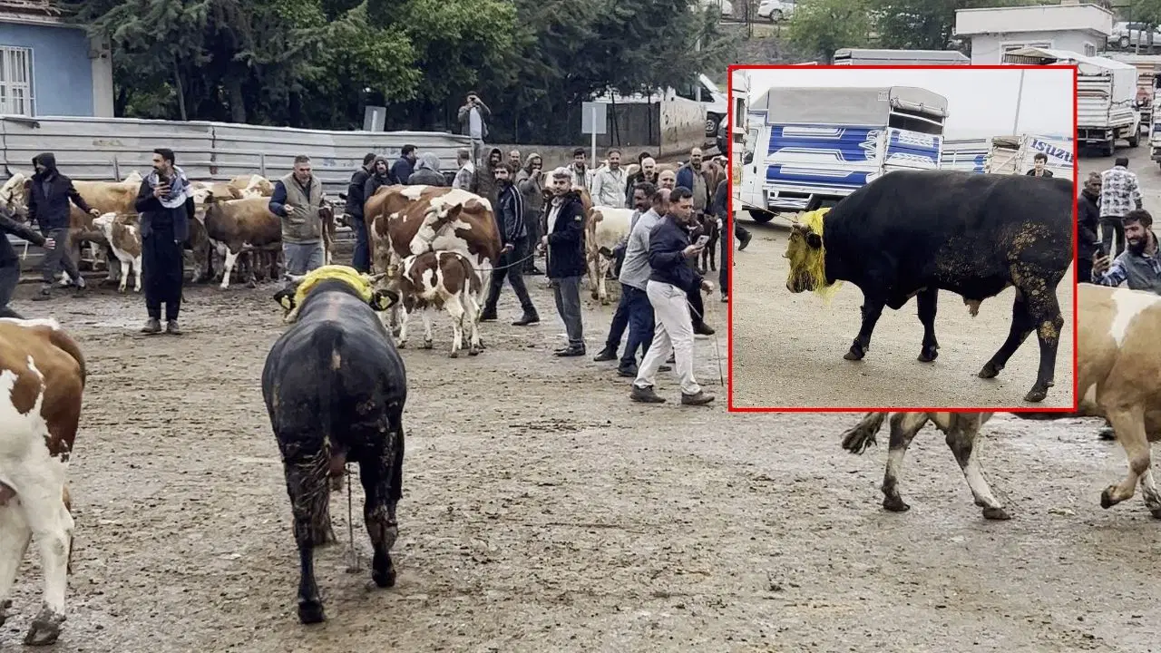Diyarbakır'da kurbanlık boğa firar etti: Canlı hayvan borsasında panik anları!