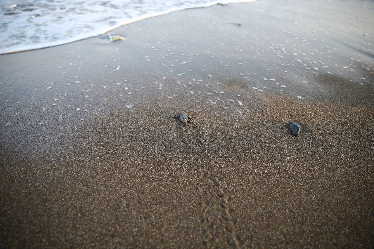 Mersin'de yavru kaplumbağalar denizle buluşuyor