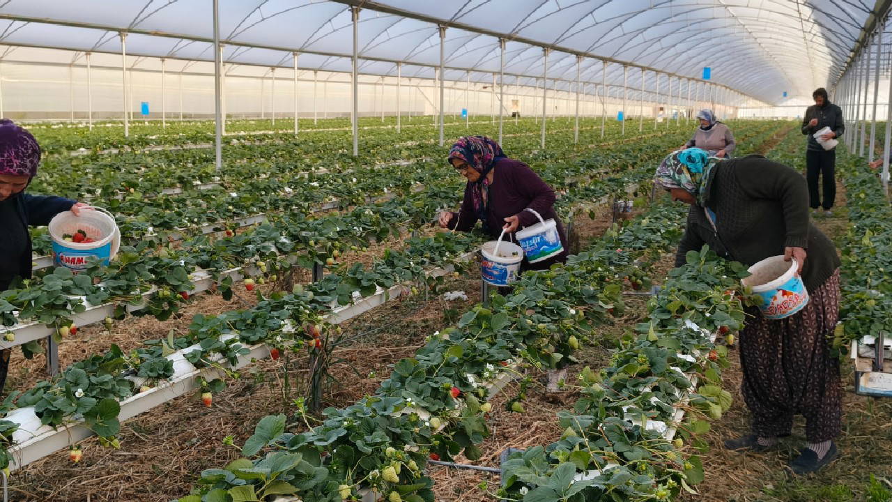 3 bin ailenin geçim kaynağı: Örtü altı hasat başladı, kilosu 140 TL!