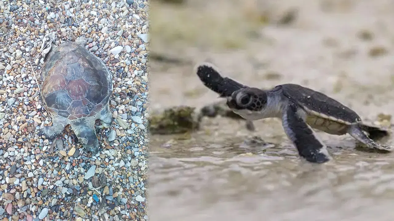 Bodrum'da kıyıya ölü caretta caretta vurdu