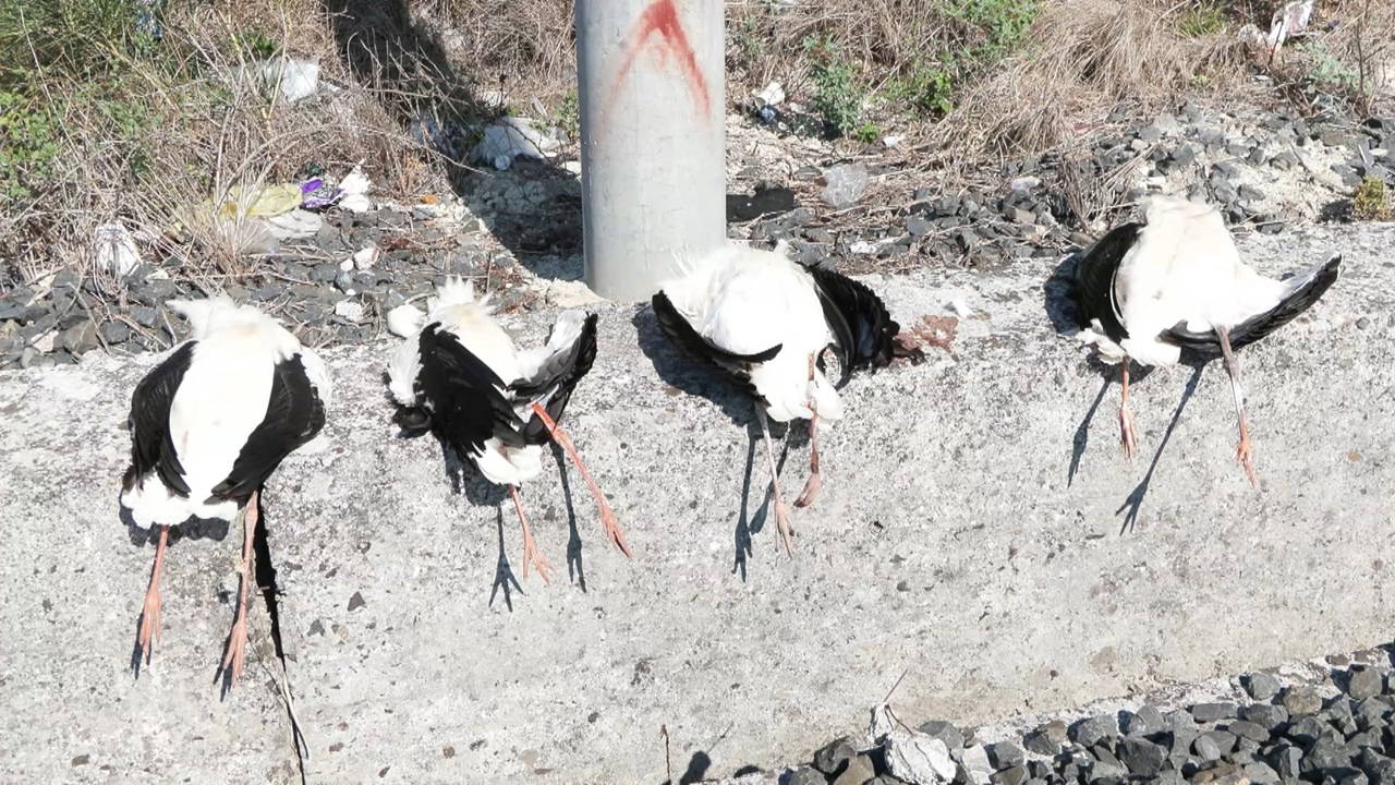 Göç yolunda akıma kapılan 52 leylek öldü