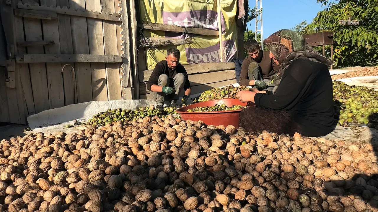 Ceviz hasadı başladı, üretici böyle dert yandı: 'Her şey pahalandı, cevizde artış yok'