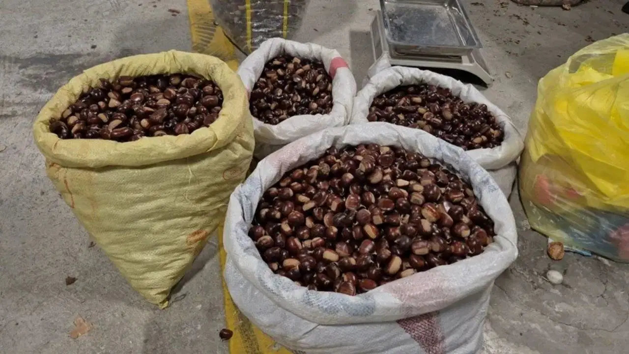 Düzce'nin tescilli lezzeti pazara indi:  Kilosu 400 lira