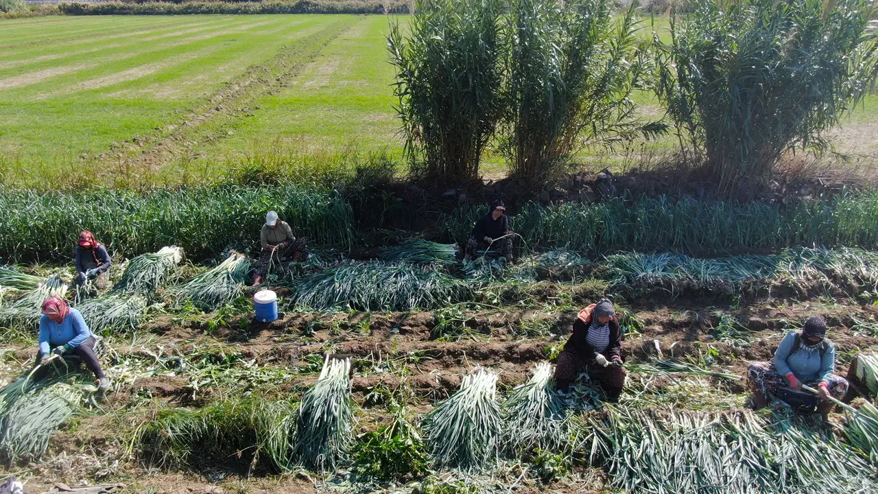 Gediz Ovası hasat heyecanı: Tarlada 25, pazarda 70 TL...