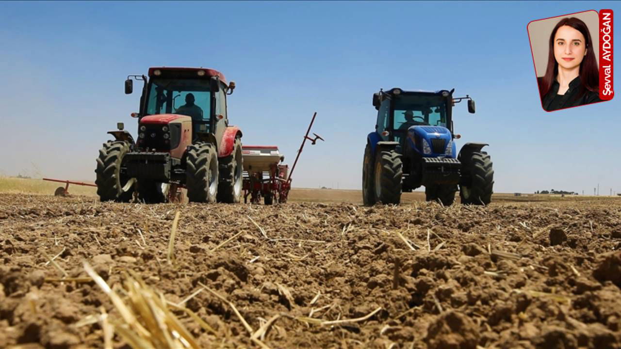 Ani değişen sıcaklıklar üreticiyi çaresiz bıraktı, hasar büyük: Buğdayda zarar