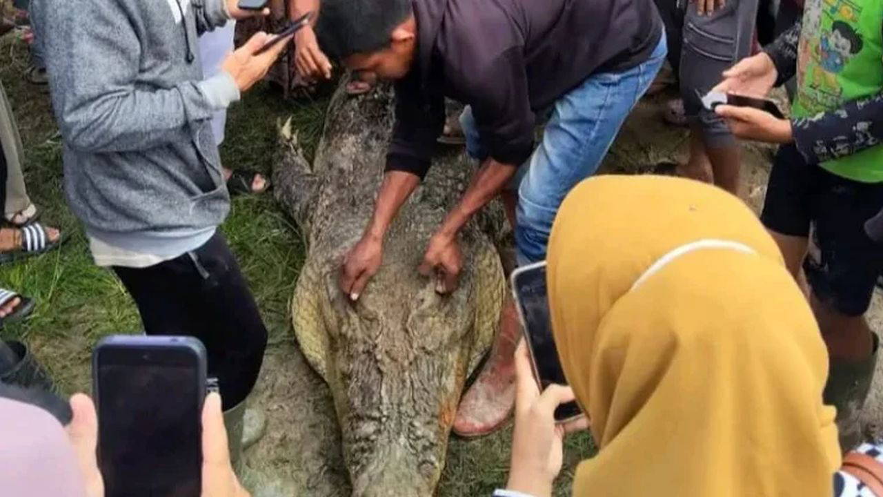 Nehire midye toplamaya giden kadın timsahın midesinde bulundu