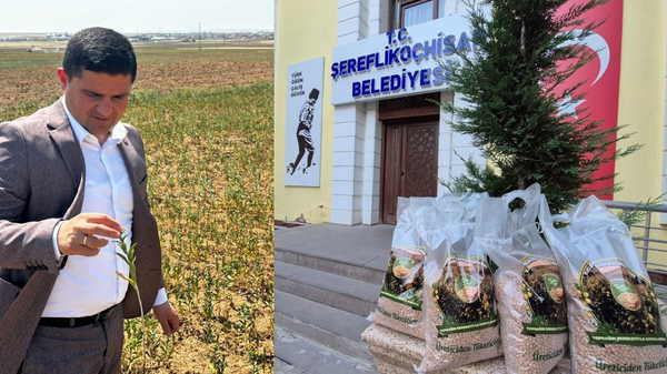 Belediye tarlalarında üretilen nohut sosyal yardım alan ailelere ulaştırılıyor