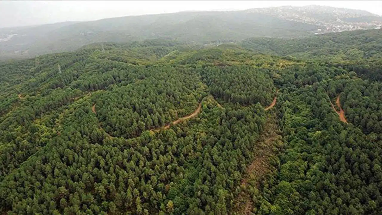 Hatay'da ormanlık alanlara girişler yasaklandı