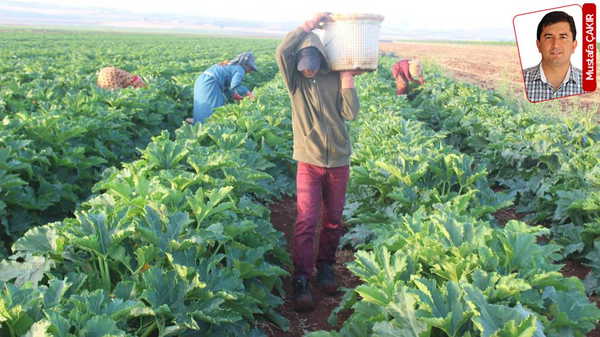Bir yanda artan gübre fiyatları diğer yanda kredi batağı: Çiftçinin zor yılı
