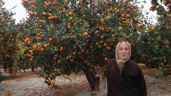 Ağaç taşıyamıyor, pazar almıyor! Hatay’da hasat kâbusa döndü: Toplanmazsa seneye yok!