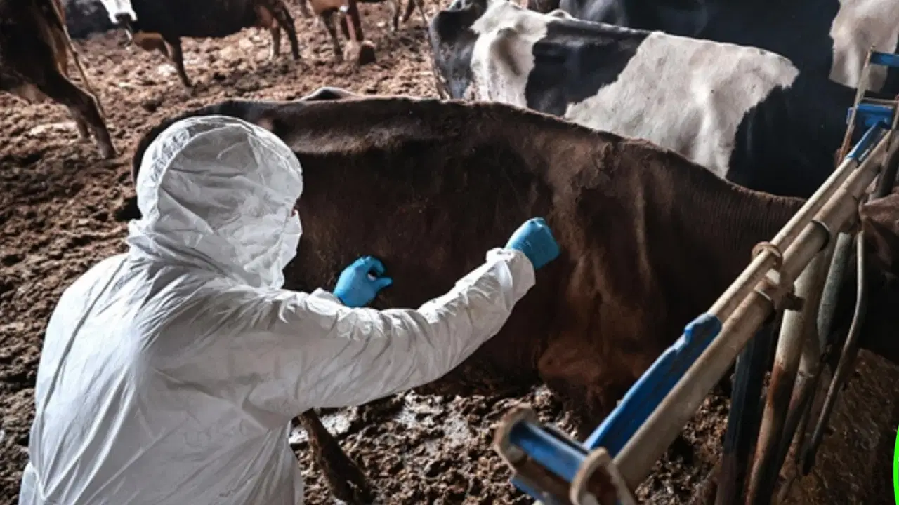 Bolu’da 1 aylık şap karantinası sona erdi
