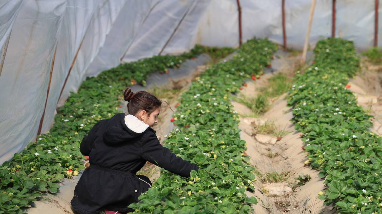 Narenciye para etmeyince Adana’da üretici rotayı değiştirdi: Bahçede kilosu 300 TL!