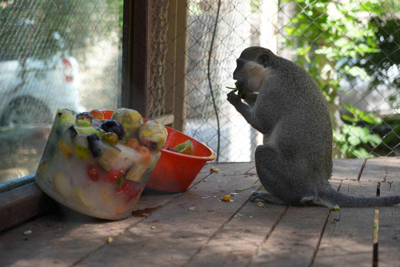 Antalya'da sıcaktan etkilenen hayvanlara buzlu meyve kokteyli
