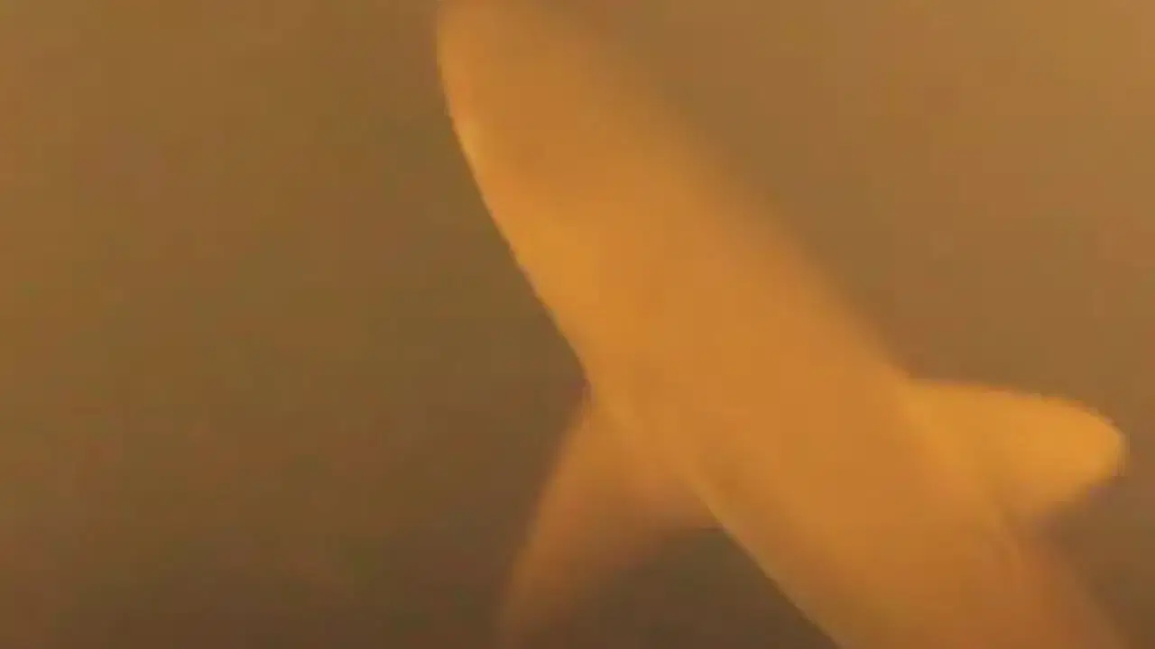 Aktif su altı volkanında sıra dışı keşif!