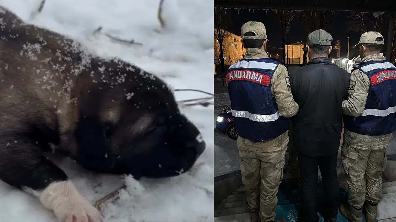 Tunceli'de yavru köpeğe eziyet: Görüntüleri sosyal medyada paylaşan erkek tutuklandı!