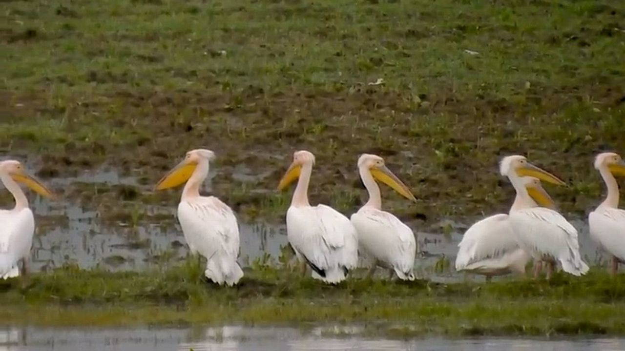 Göç yolundaki pelikan sürüsü, Boğazköy Barajı'nda görüntülendi