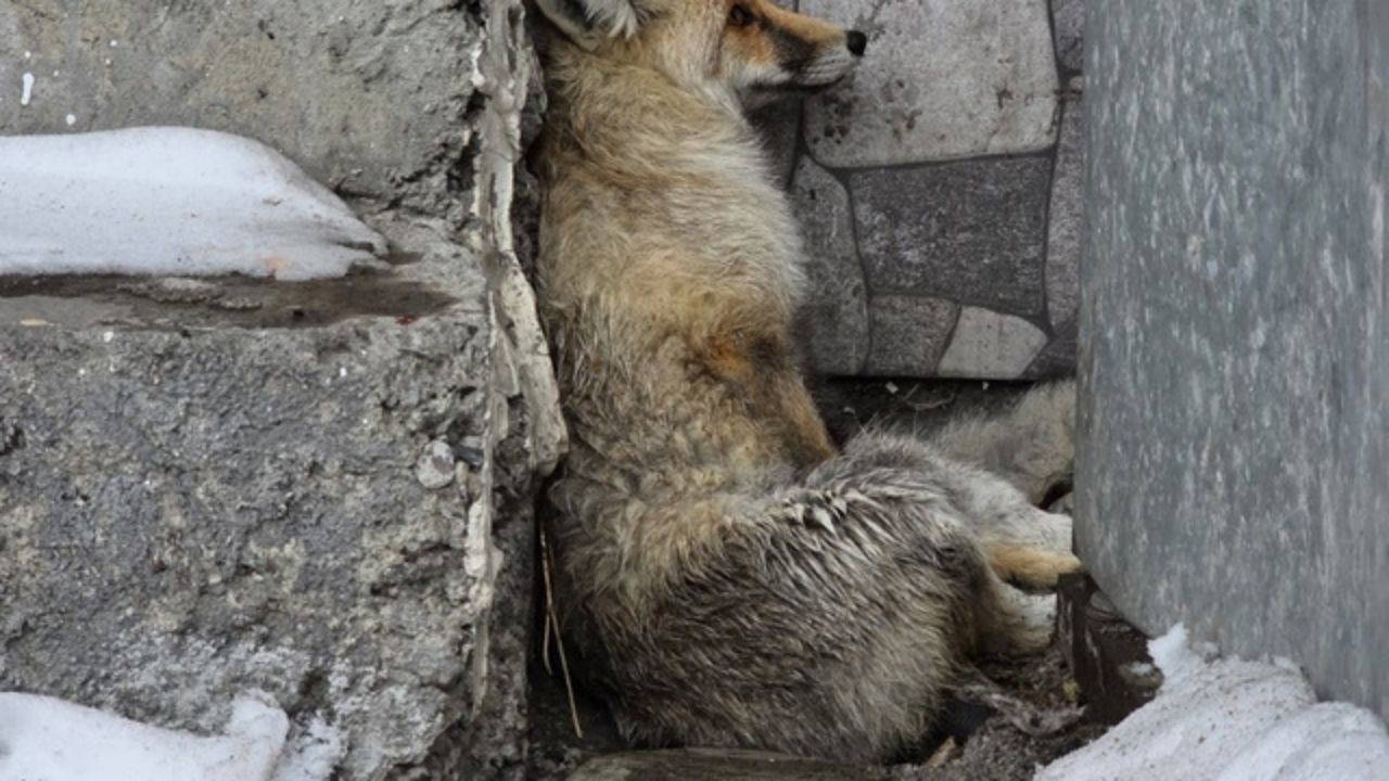 Damal'da duygulandıran kurtarma operasyonu