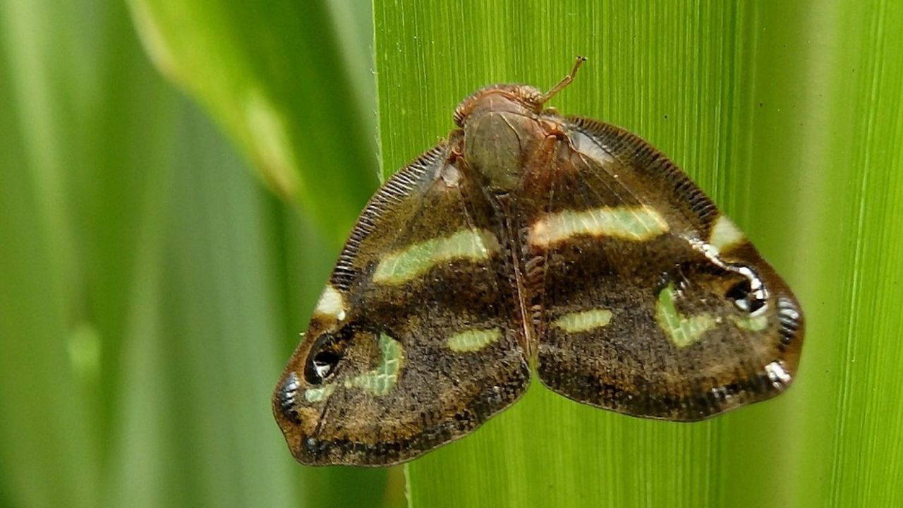 Vampir Kelebek nedir?