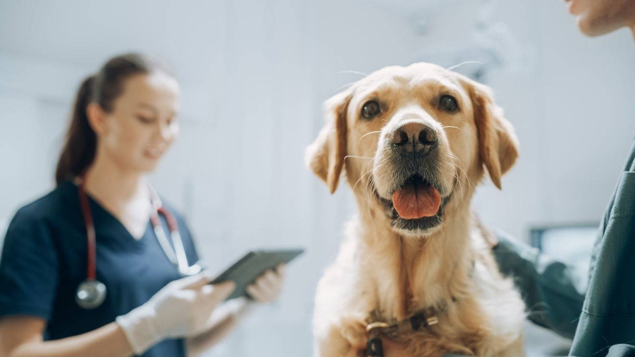 Evcil hayvan sahiplerinin dikkat etmesi gereken 10  püf nokta