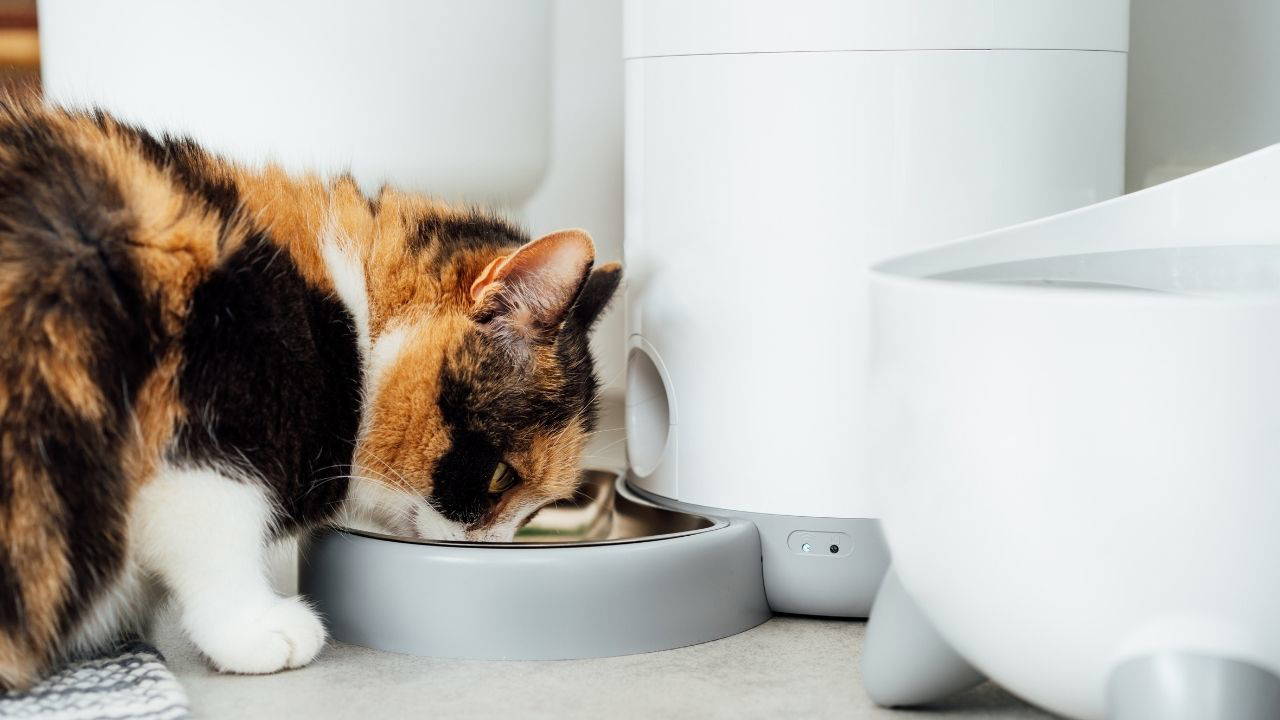 Evcil hayvan sahiplerinin dikkat etmesi gereken 10  püf nokta