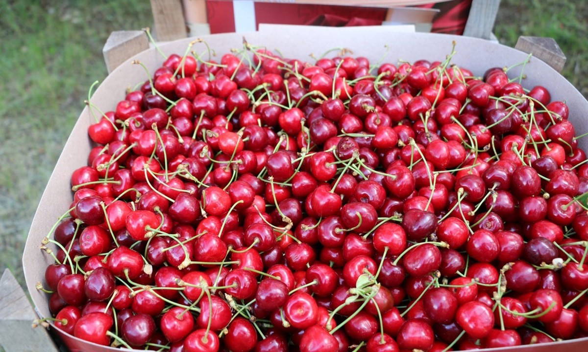 Erzincan'da hasat başladı: 4 bin 75 ton mahsul...