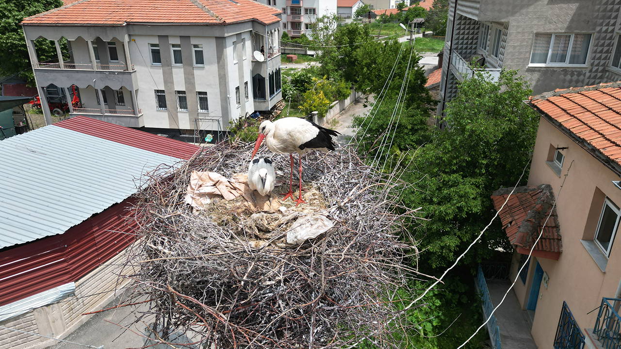 Sivas Şarkışla'da 'leylekli mahalle' sakinlerinden örnek karar