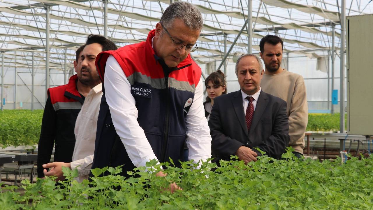 Çarşamba’nın yeni nesil çiftçilik: Yılda tam 6 kez hasat ediliyor