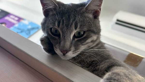 Bodrum'da 'insan' vahşeti: Duman, derisi yüzülmüş halde ölü bulundu!