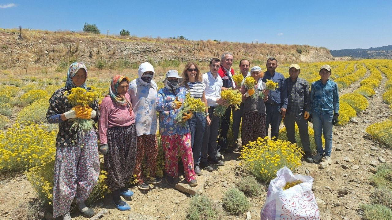 Bozdoğan'da 'altın otu' hasadı başladı: Faydası saymakla bitmiyor!