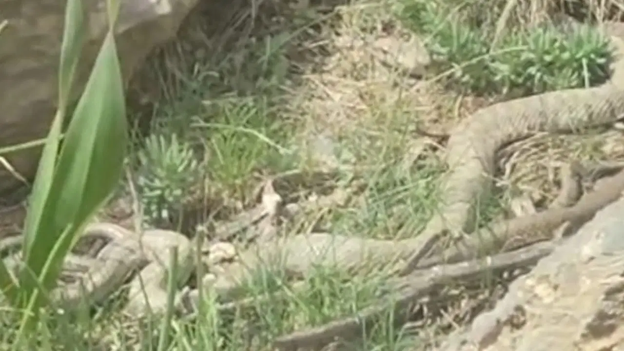 Hakkari'de doğaseverlerin karşısına çıktı: Boyu 2 metreyi aşan dev engerek yılanı heyecan yarattı!