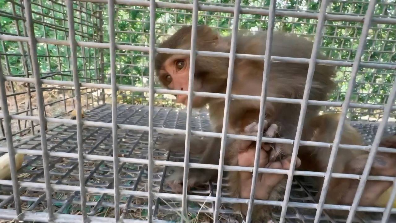 Şiddet gören maymun, Tarsus Doğa Parkı'na gönderilecek