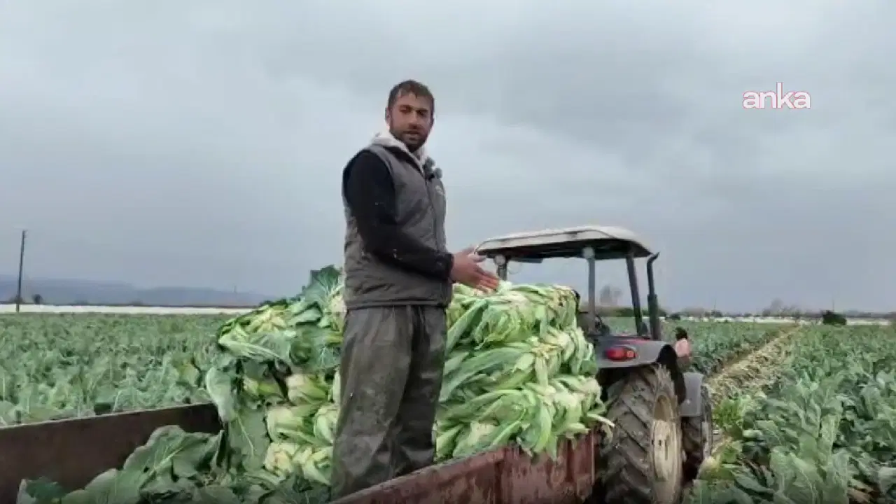 Aydın'da karnabahar üreticisi zor durumda: 'Şu maliyetlere göre bu tarladan para kazanma şansımız yok'