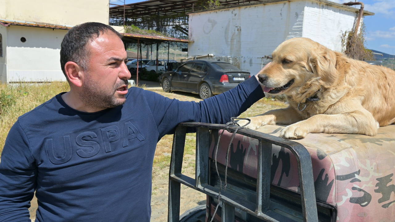 Manisa'nın 'Betty'si traktörden inmiyor: Sahibiyle tarlaya gidiyor!