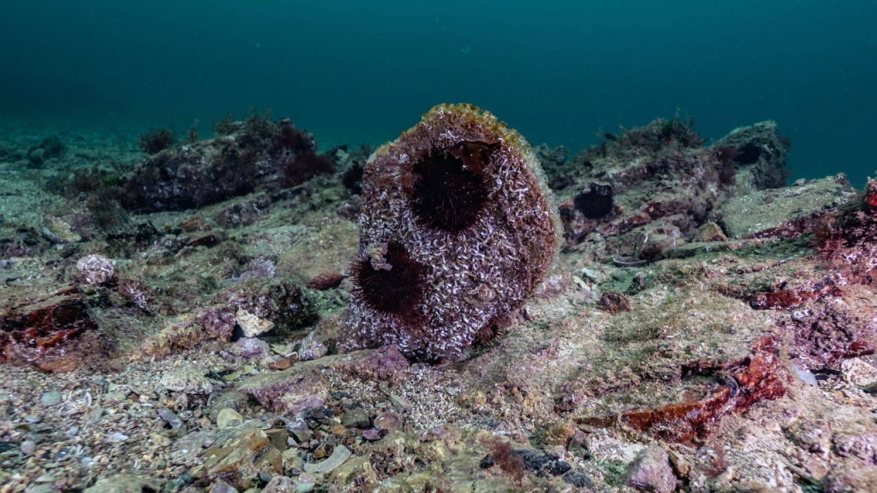 Tuzla'da pina ve deniz çayırları görüldü