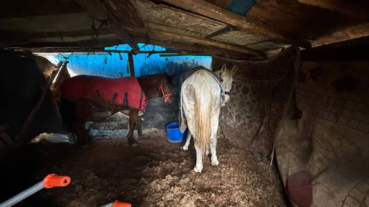 Otoyol kenarına hayvan kemikleri attılar: Atlar koruma altında, 2 kişi gözaltına alındı