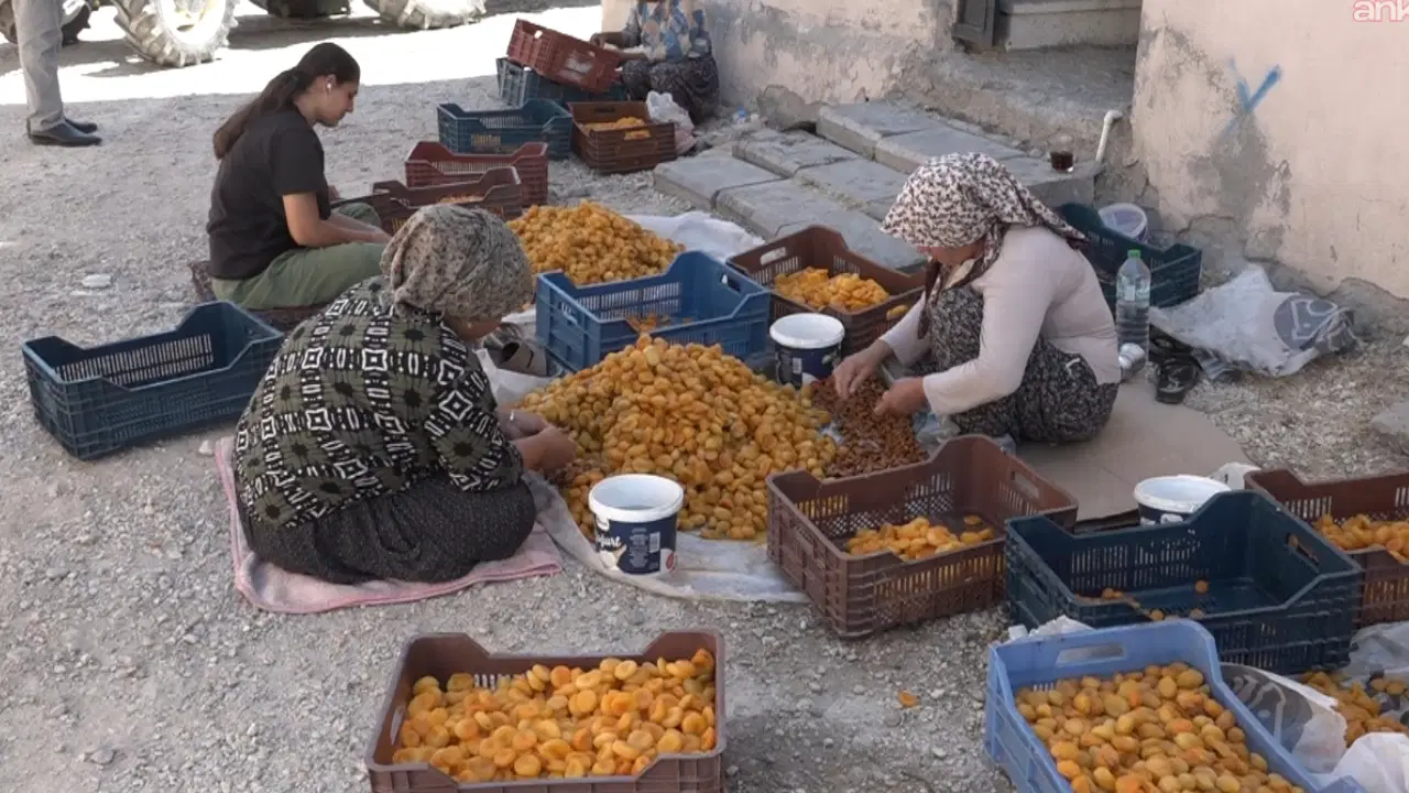 Malatyalı kayısı üreticisi maliyet ve düşük fiyat kıskacında: “Kayısının sahibi yok”