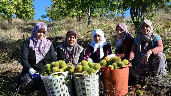 1.200 metre yüksekte yetişiyor! Dağdan topladıkları otlarla kuyuya gömüyorlar...