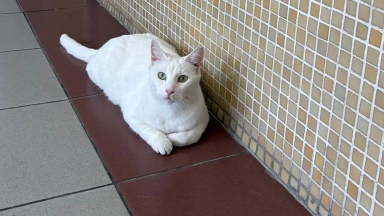 Tepkiler sonuç verdi: Bakırköy Adliyesi'nden kedilerin sürülmesi kararından vazgeçildi