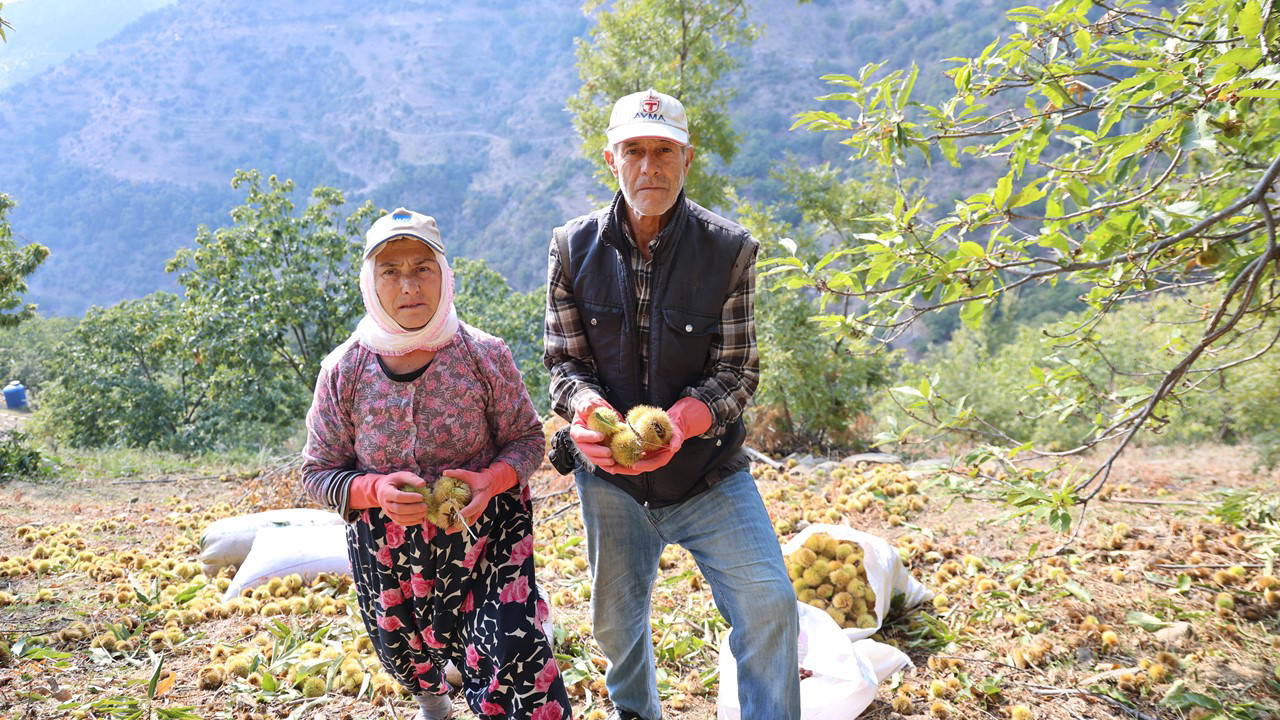 Aydın'ın dağlarında yetişiyor: 'Hasadı çok zor, işçi bulunamıyor'