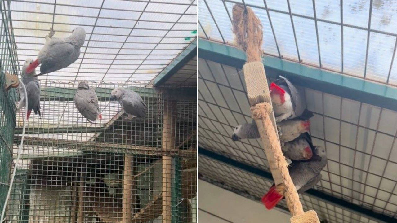 İstanbul'a gelen 2 yolcunun bagajından 20 Afrika papağını çıktı