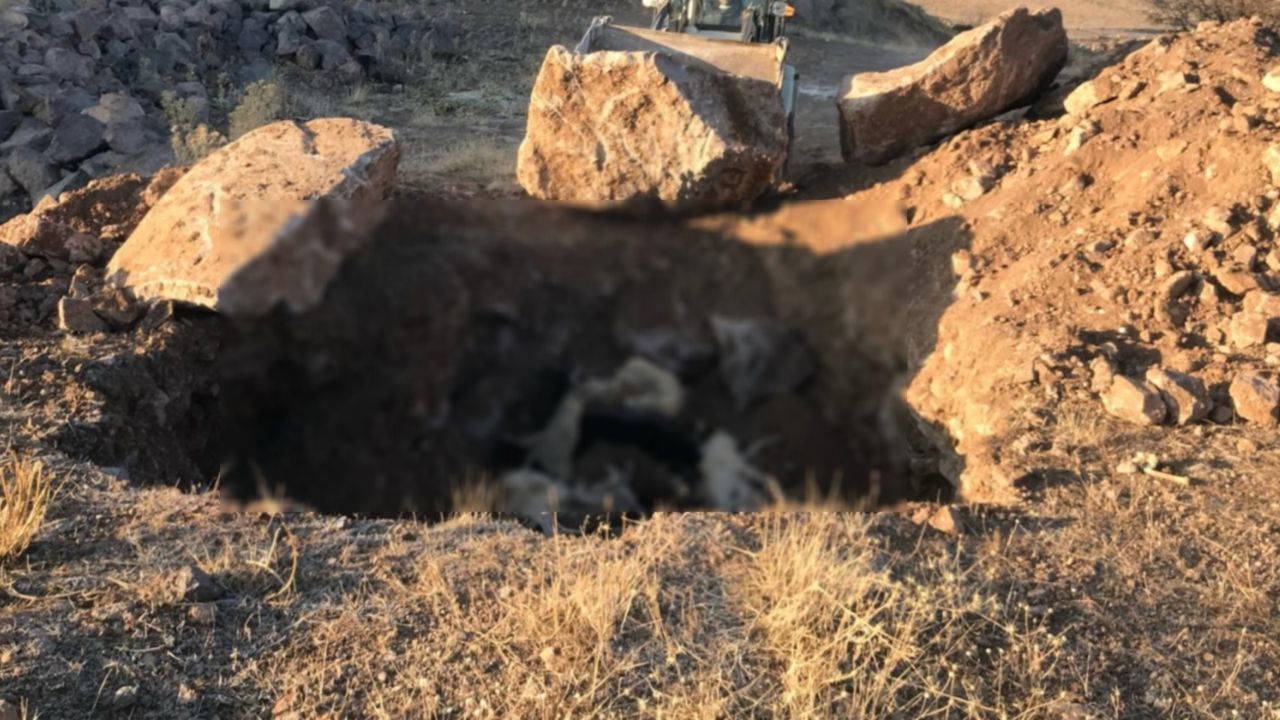 AKP’li Sandıklı Belediyesi’nde ‘Köpekleri topluca öldürdüler’ iddiası